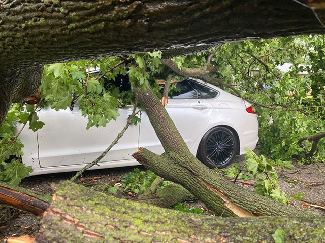 Tree on car